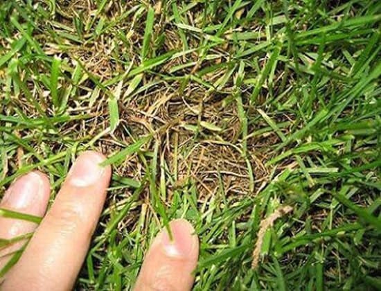 remover tiriricas na grama
