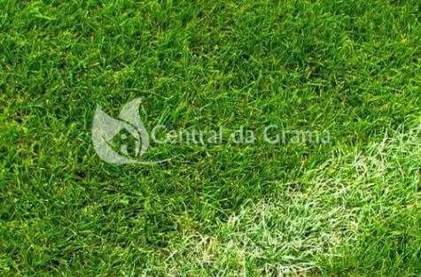 <p>A grama bermuda é caracterizada por ter folhas finas, coloração verde vivo, muito resistente ao pisoteio</p>
