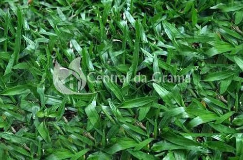 <p>De origem brasileira, a grama são carlos é a mais indicada para sombra, tem entre 10 à 20 cm de altura</p>
